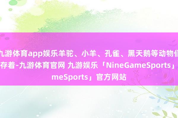 九游体育app娱乐羊驼、小羊、孔雀、黑天鹅等动物们闲隙地生存着-九游体育官网 九游娱乐「NineGameSports」官方网站